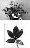 Helleborus%20%20x%20nigercors%20%27Snow%20Love%27