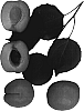 Prunus%20%27Coral-Cot%27
