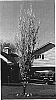 Prunus%20x%20cerasifera%20%27cv.%20Cripoizam%27
