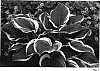 Hosta%20hybrid%20%27Singing%20in%20the%20Rain%27