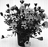 Osteospermum%20hybrida%20%27Saksiscopye%27