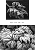 Begonia%20hybrid%20%27Metallic%20Mist%27