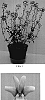 Nemesia%20x%20hybrida%20%27Balarlilabi%27