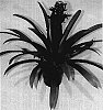 Guzmania%20conifera%20%27Bel-Air%27