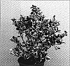 Ilex%20meserveae%20%27Casanova%27
