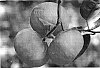 Citrus%20sinensis%20%27Alvarina%27