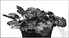 Heuchera%20%27Beaujolais%27