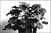 Heuchera%20%27Encore%27