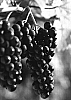 Vitis%20spp%20%27Marquette%27
