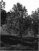 Liriodendron%20%27Little%20Volunteer%27