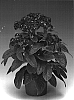 Heliotropium%20arborescens%20%27Heliobu%27