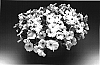 Petunia%20hybrida%20%27Petouch%27