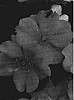 Rosa%20hybrida%20%27cv.%20Meirosclem%27