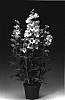 Penstemon%20hartwegii%20%27Penharwi%27