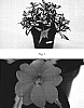 Impatiens%20x%20hybrida%20%27SAKIMP015%27