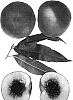 Prunus%20persia%20%27Sweet%20Juana%27