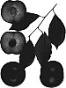 Prunus%20%27Honey%20Punch%27