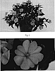 Impatiens%20x%20hybrida%20%27SAKIMP013%27