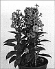 Phlox%20paniculata%20%27Fondant%20Fancy%27
