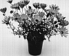 Osteospermum%20hybrida%20%27Saksisgolye%27