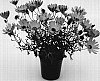 Osteospermum%20hybrida%20%27Saksisgolye%27
