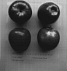 Malus%20Domestica%20%27Alvina%27