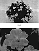 Impatiens%20x%20hybrida%20%28hort%29%20%27SAKIMP014%27