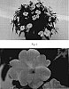 Impatiens%20x%20hybrida%20%28hort%29%20%27SAKIMP014%27