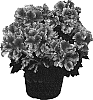 Pelargonium%20x%20domesticum%20%27Maiden%20Berry%20Swirl%27