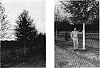 Quercus%20virginiana%20%27Cannon-Sharp%27