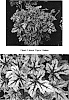 Heucherella%20%27Alabama%20Sunrise%27