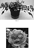 Impatiens%20walleriana%20%27Balfiepro%27