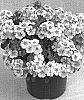 Phlox%20hybdrida%20%27Wesposky%27
