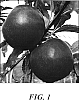Malus%20pumila%20%27Milwa%27