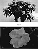 Impatiens%20x%20hybrida%20%27SAKIMP010%27