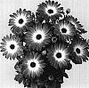 Osteospermum%20ecklonis%20%27Duetipichar%27