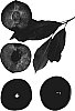 Prunus%20species%20%27Ruby%20Kat%27
