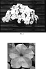 Petunia%20x%20hybrida%20%27Kerwhifan%27