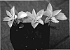 Pachysandra%20terminalis%20%27Hakurei%27