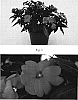 Impatiens%20x%20hybrida%20%28hort%29%20%27SAKIMP009%27
