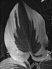 Hosta%20sp.%20%27Blue%20Ivory%27