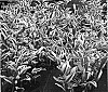 Polygonatum%20adoratum%20var.%20pluriflorum%20%27Double%20Stuff%27