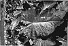Colocasia%20esculenta%20%27MAUI%20MAGIC%27