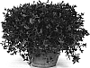 Calibrachoa%20sp.%20%27Filindura%20Pink%27