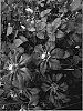 Clematis%20sp.%20%27American%20Beauty%27