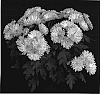 Chrysanthemum%20x%20morifolium%20%27Yogreen%20Valley%27
