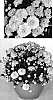 Chrysanthemum%20x%20morifolium%20%27Yogigi%20Gold%27