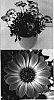 Osteospermum%20ecklonis%20%27SUNNY%20XENA%27