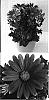 Osteospermum%20ecklonis%20%27Sunny%20Xita%27