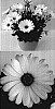 Osteospermum%20ecklonis%20%27Sunny%20Carlos%27
